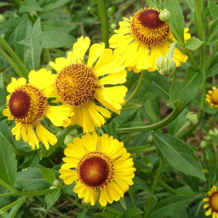 Yellow flowers with brown centers on green leaves