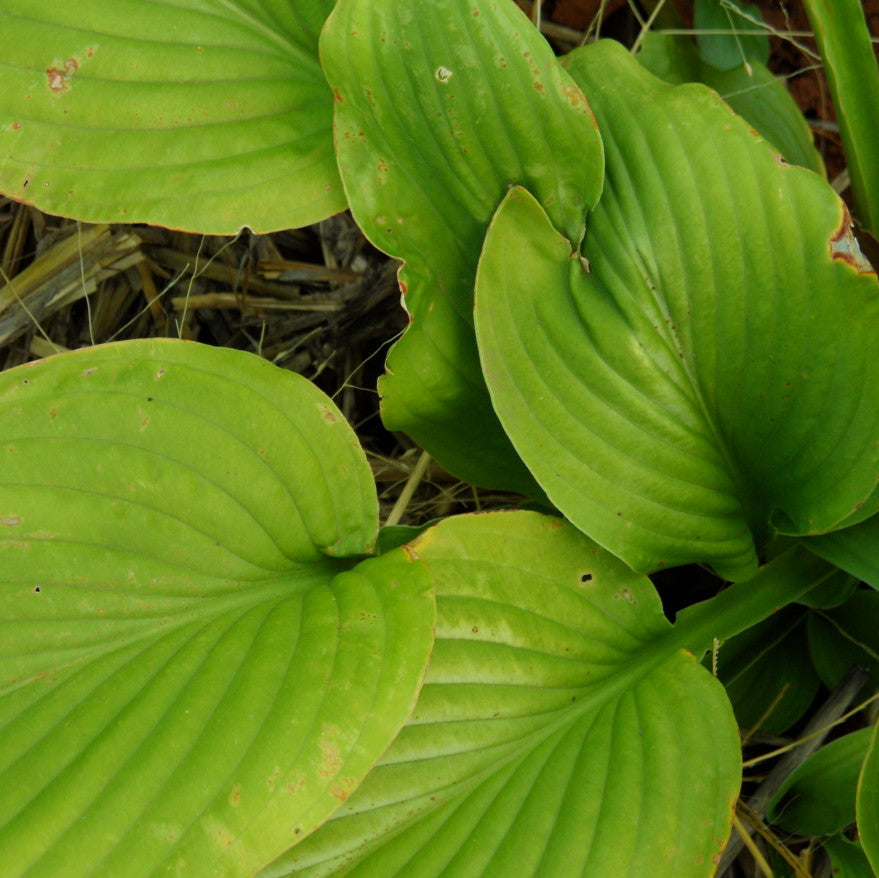 Close-up of large green leaves with a natural background