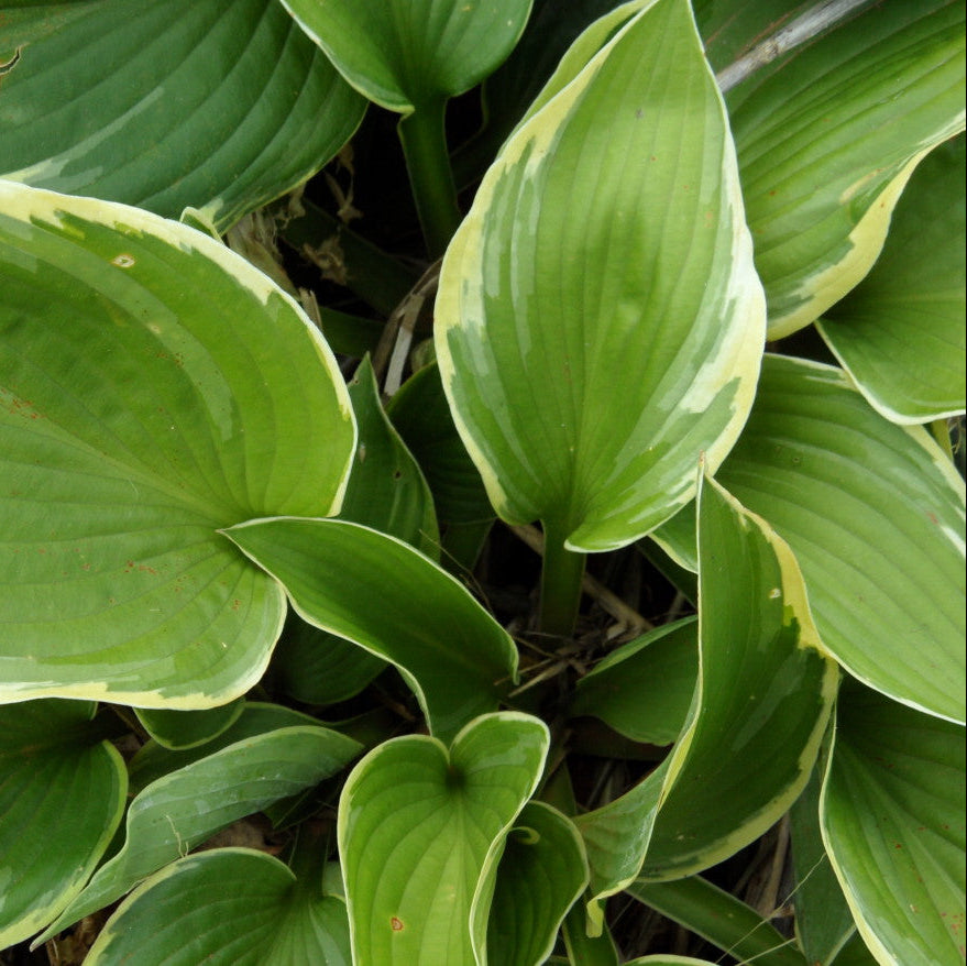 Close-up of green leaves with yellow edges