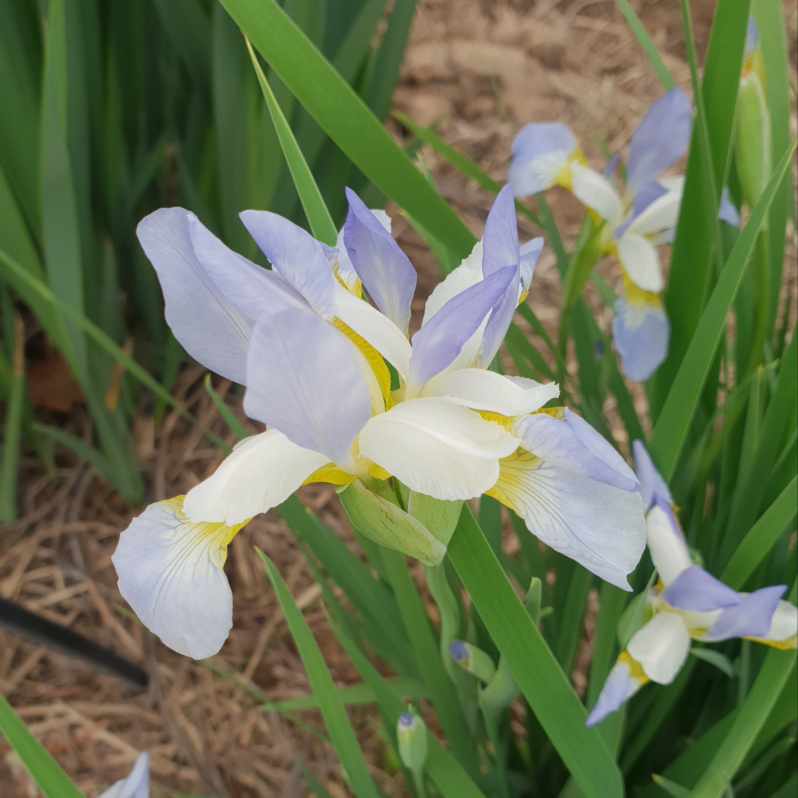 White and blue flowers with green leaves on a natural background