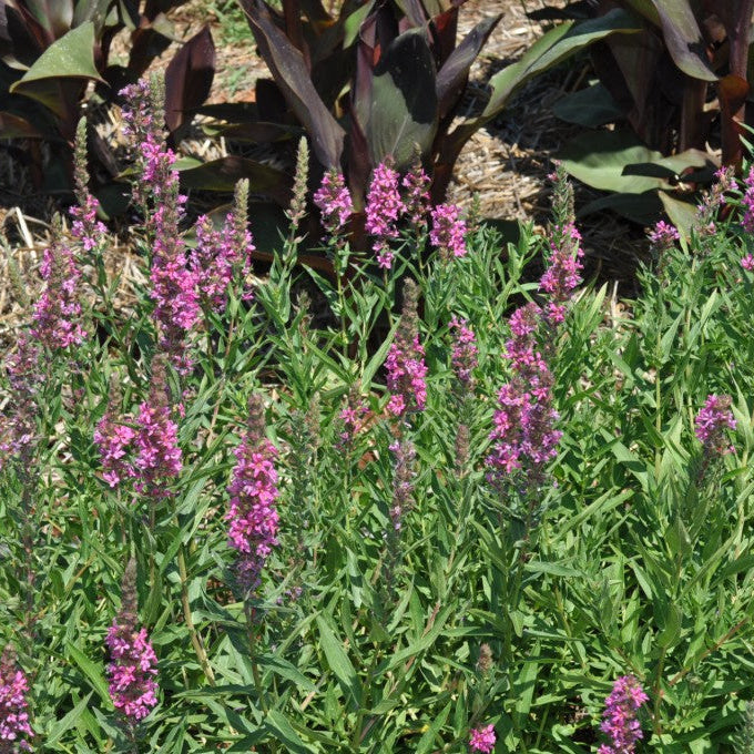 Lythrum virgatum 'Rose Queen'