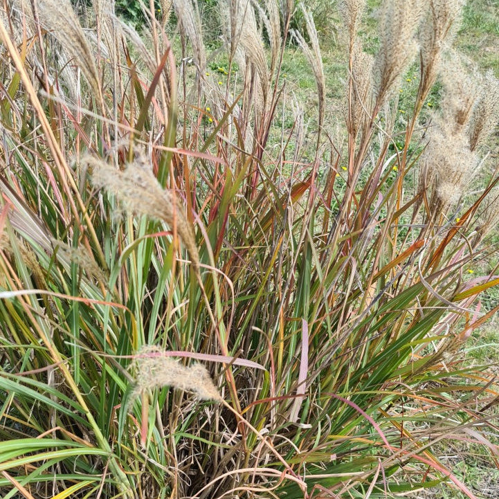 Miscanthus sinensis 'Flamingo'