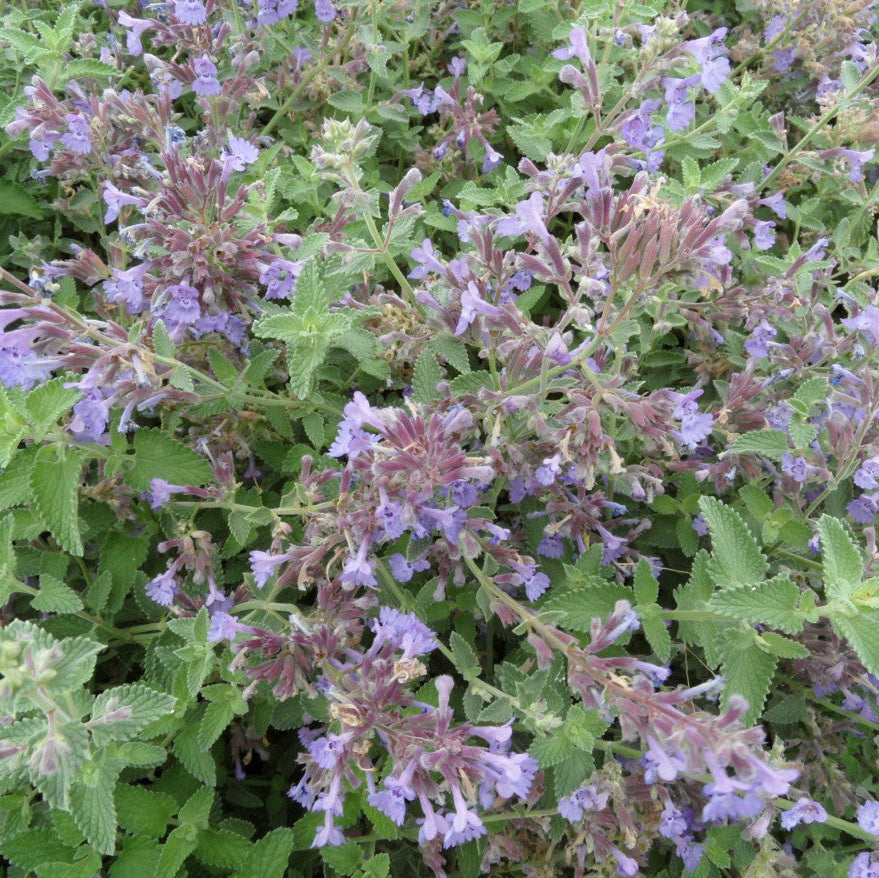 Nepeta  'Walker's Low'
