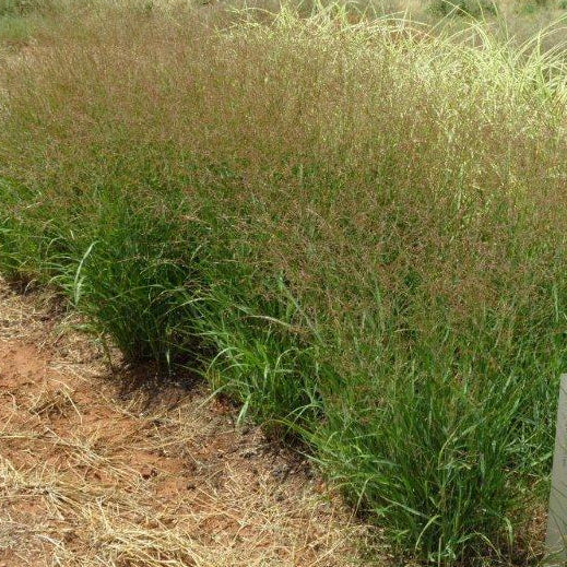 Panicum virgatum 'Rotstrahlbusch'