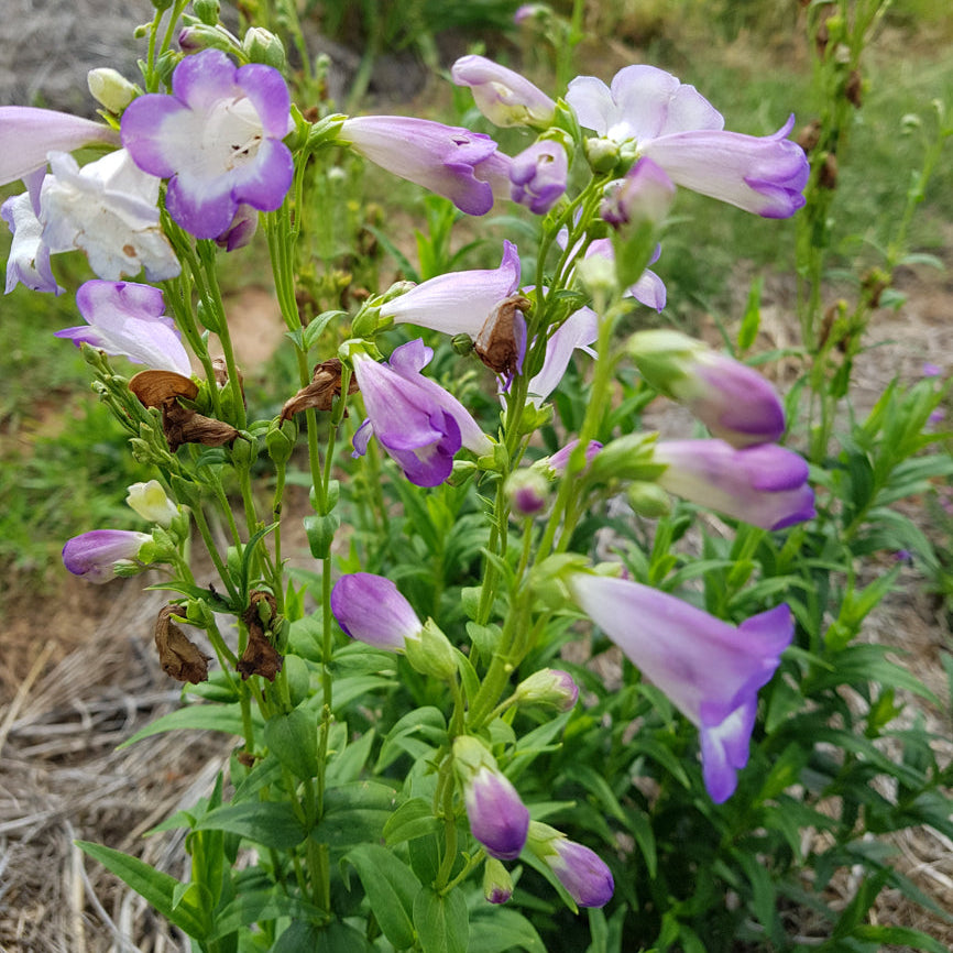 Purple and white flowers in a natural setting with greenery