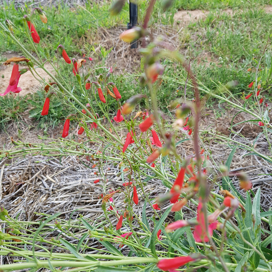 Penstemon barbatus