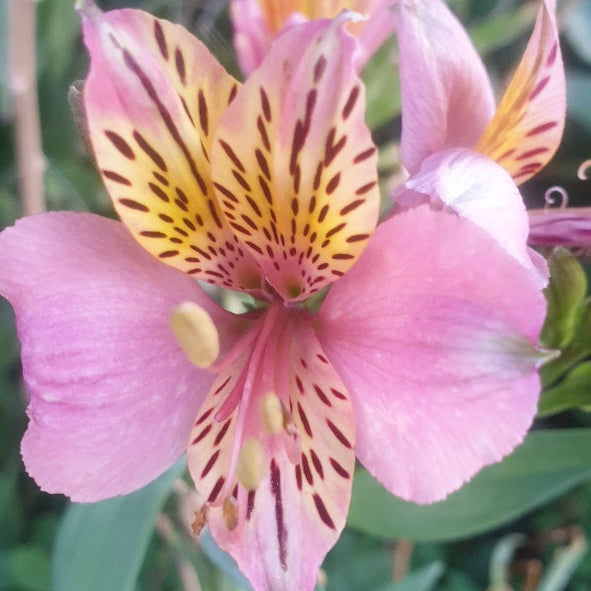 Alstroemeria 'Regina'