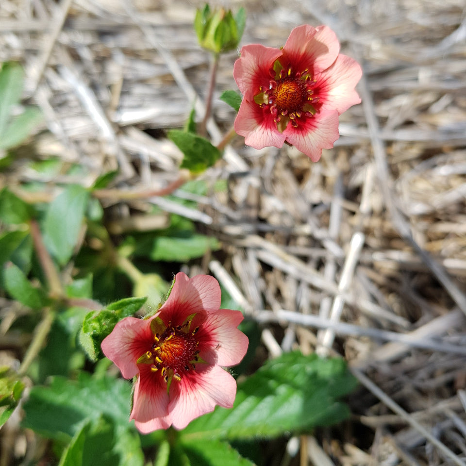 Two pink flowers with a red center on a blurred natural background