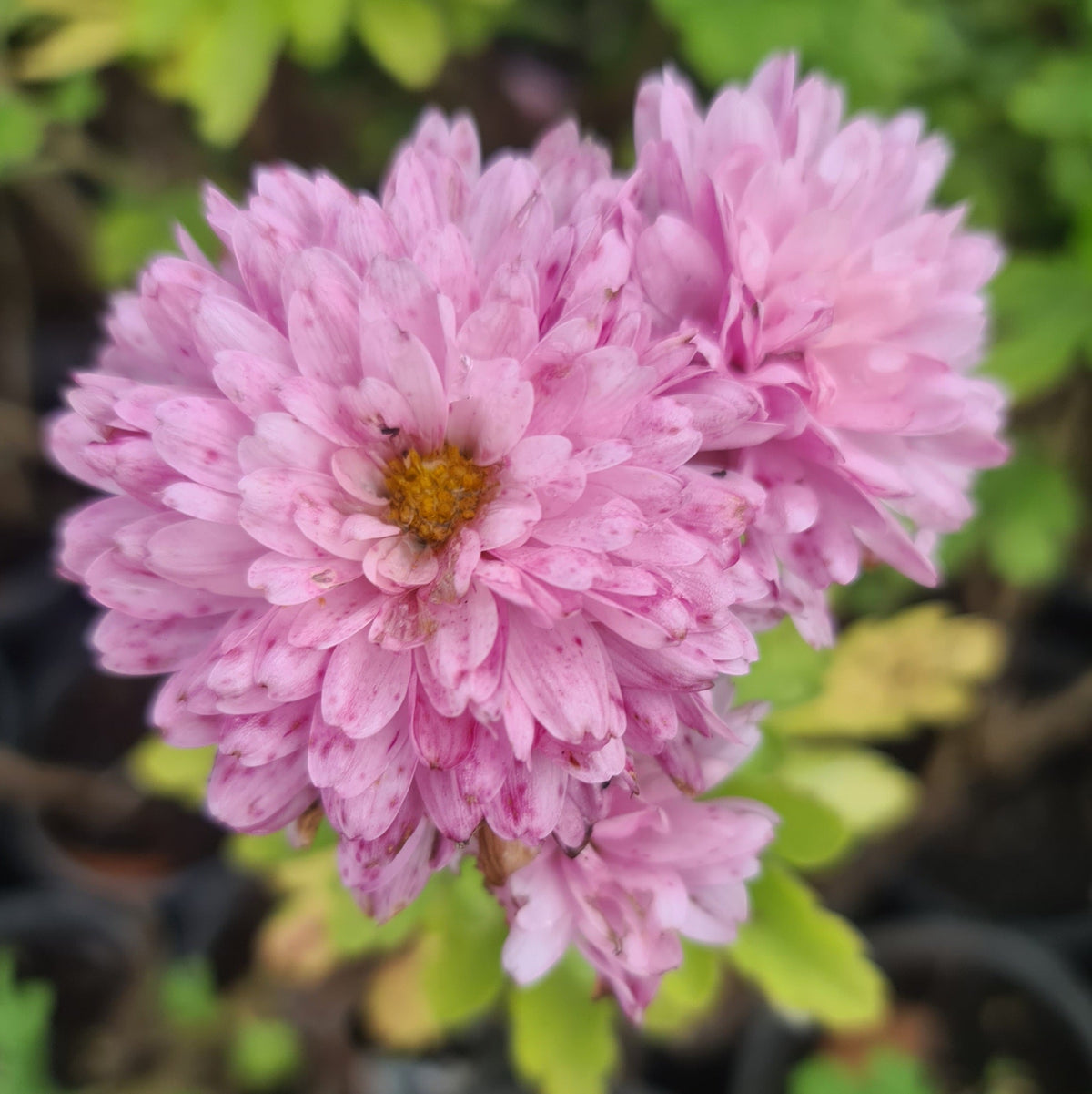 Chrysanthemum x morifolium ‘Baby Pink’