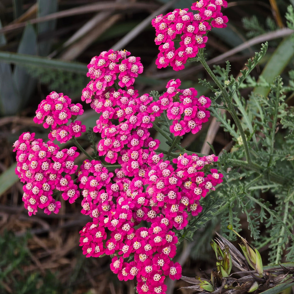 Achillea millefolium 'Summer Pastels'