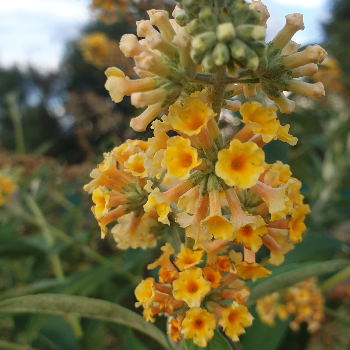 Buddleja 'Golden Glow'