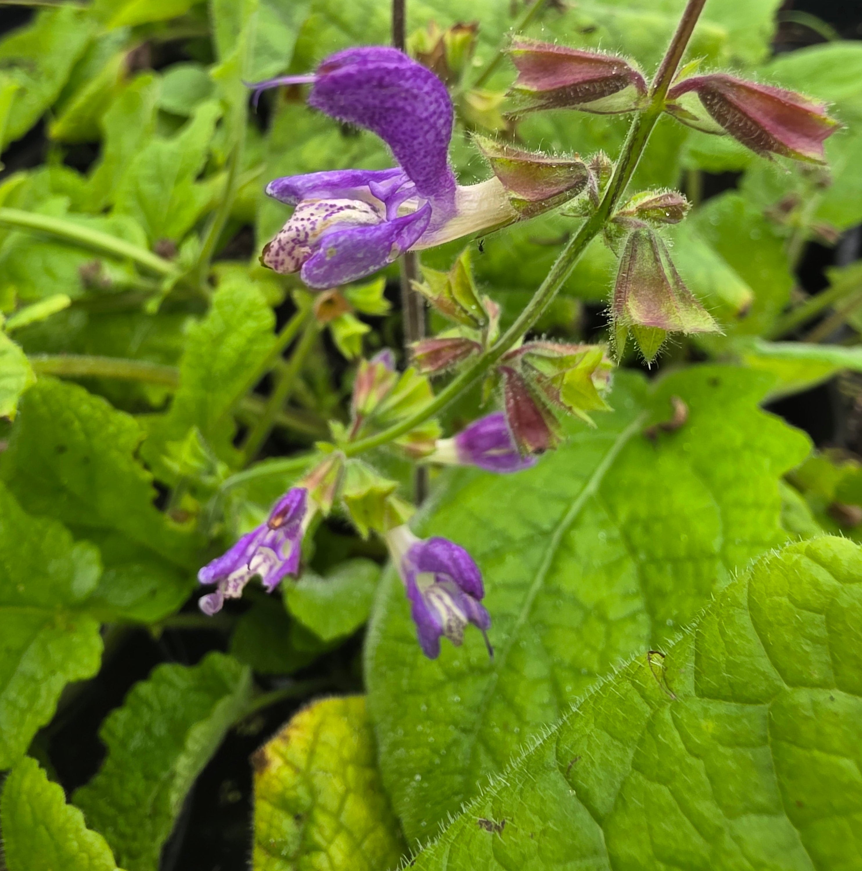 Salvia forskaohlei