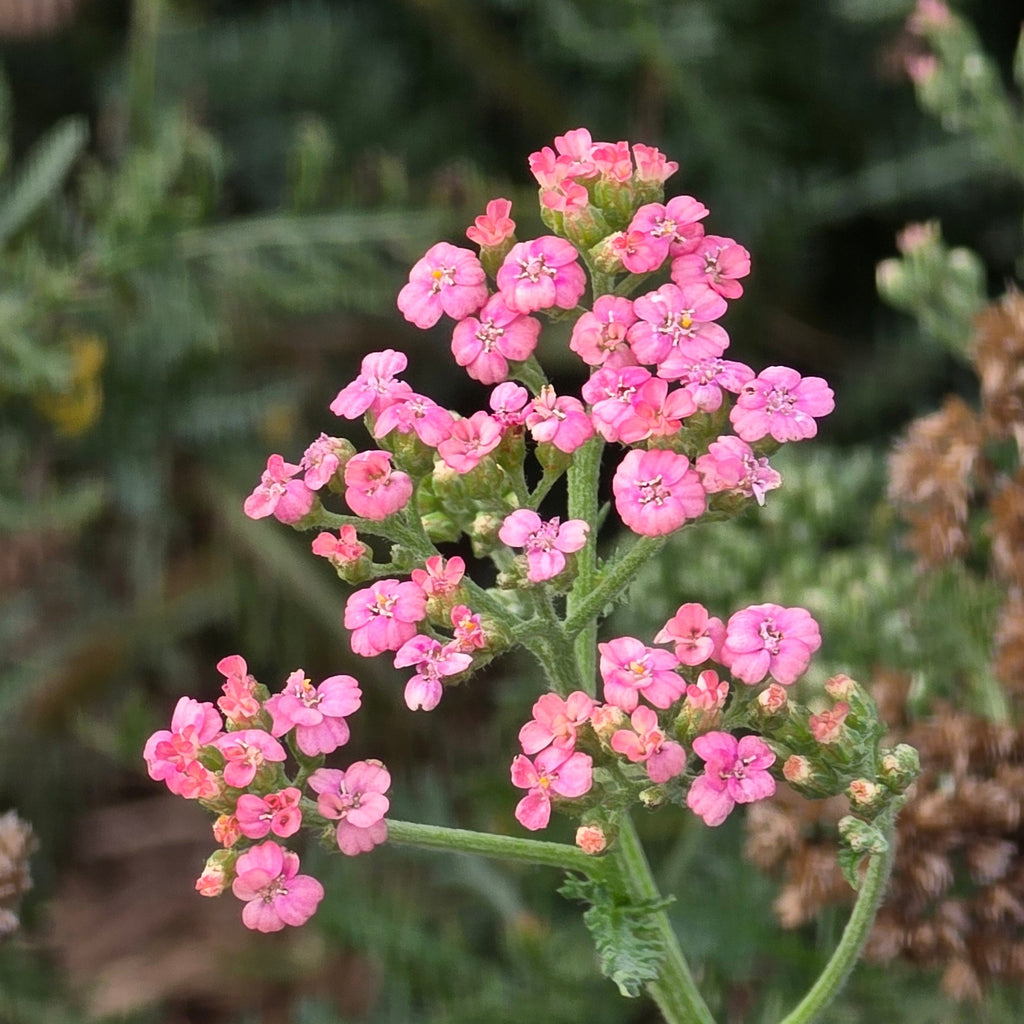 Achillea millefolium 'Summer Pastels'