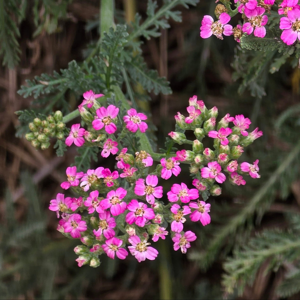 Achillea millefolium 'Summer Pastels'