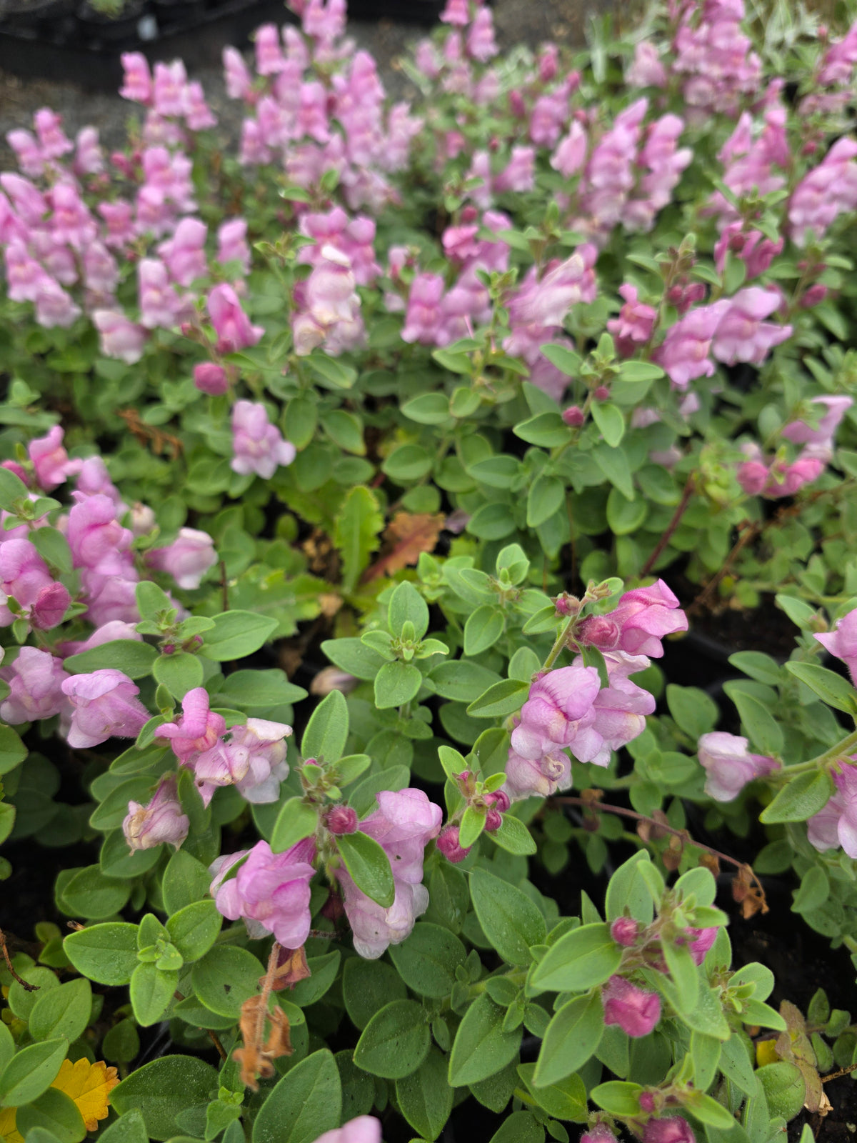 Antirrhinum hispanicum 'Roseum'