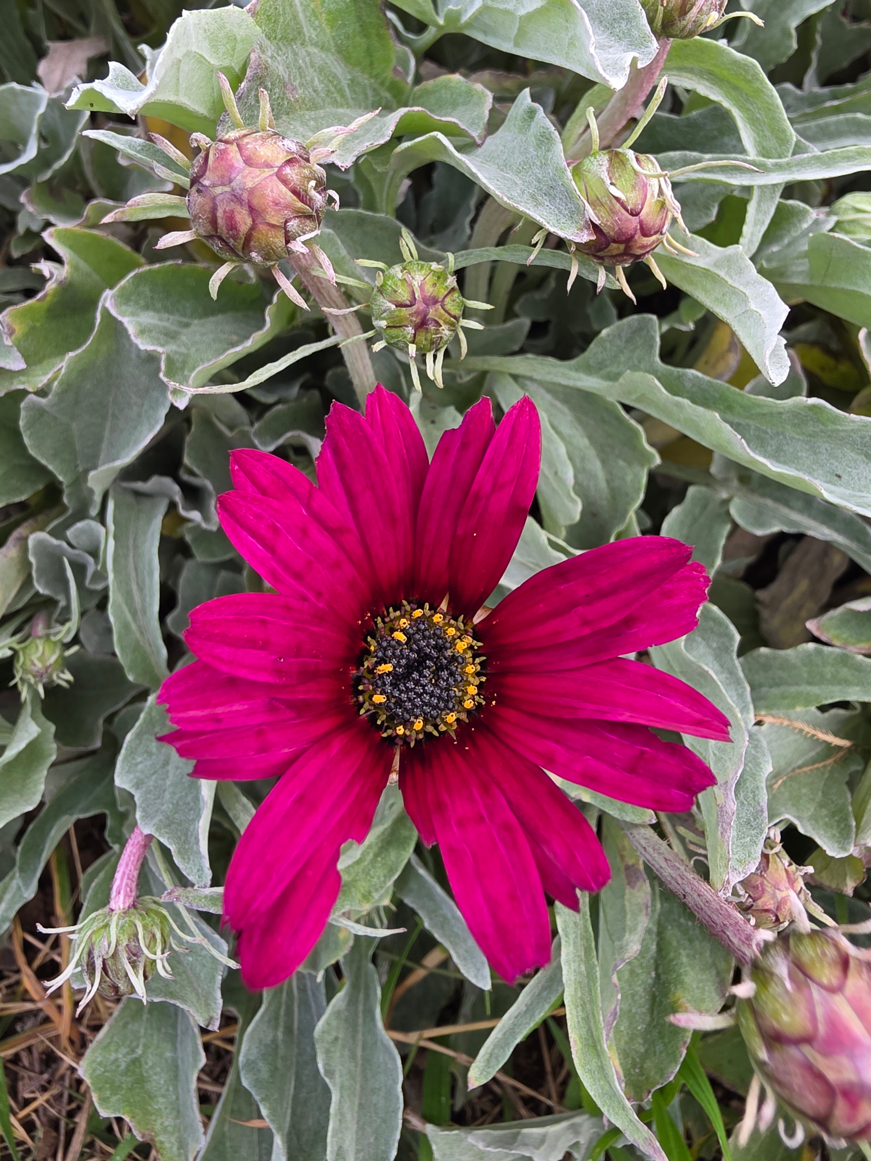 Arctotis x hybrida 'Plum'