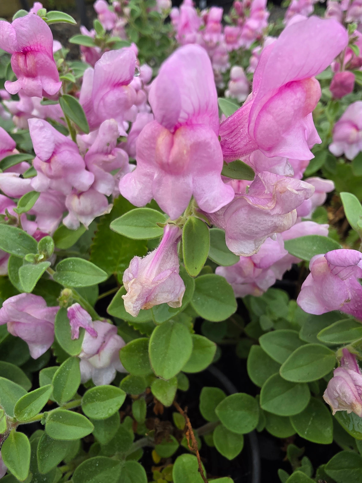Antirrhinum hispanicum 'Roseum'