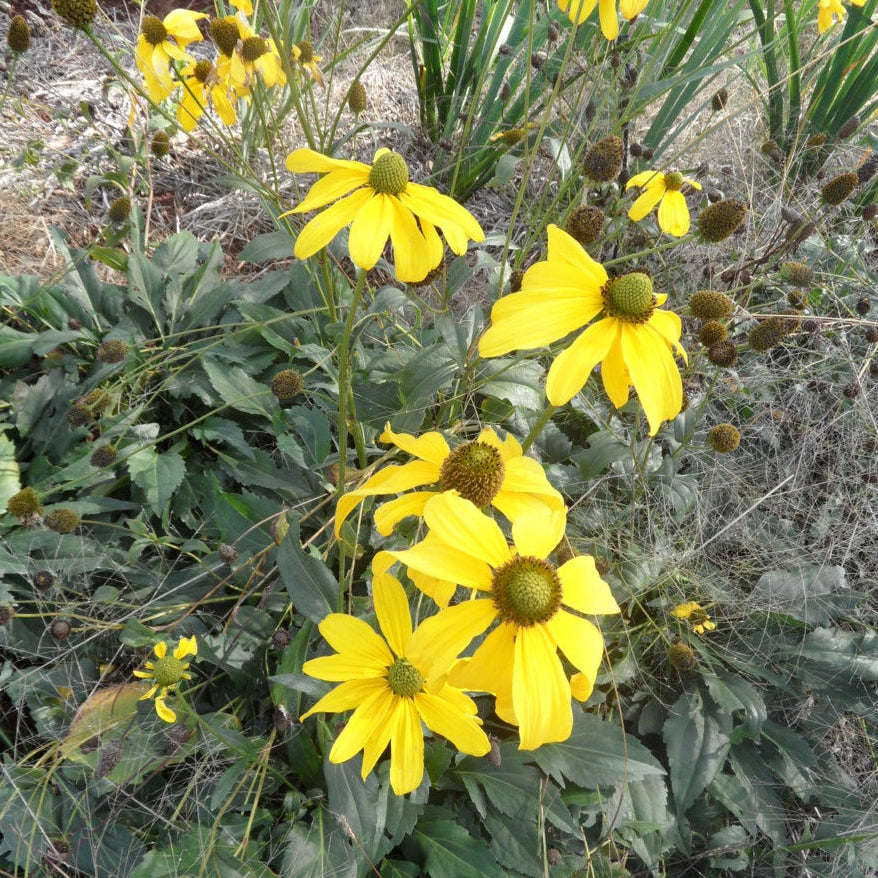 Yellow flowers with green leaves in a natural setting