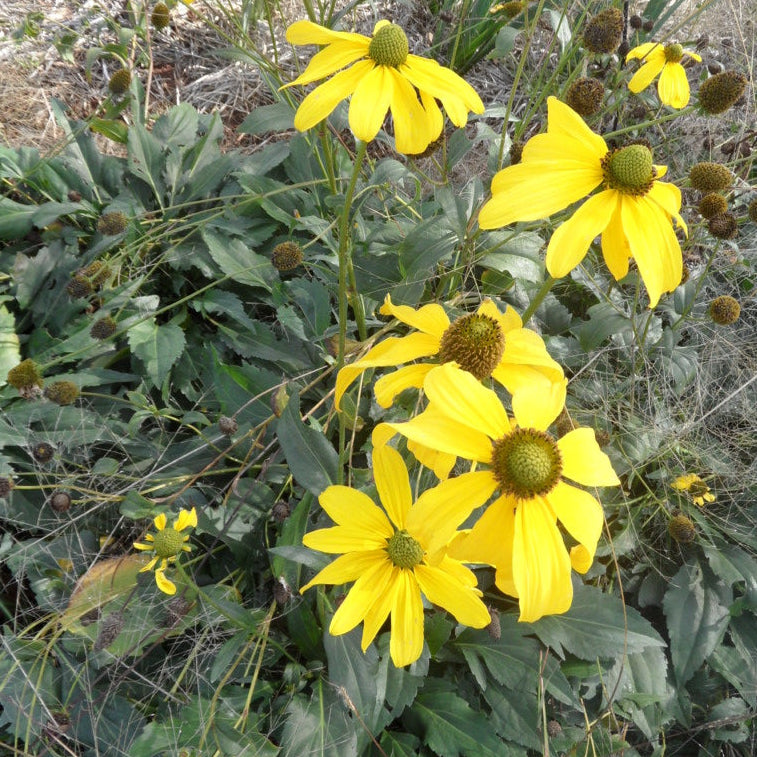 Rudbeckia laciniata