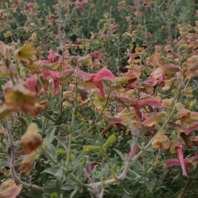 Salvia lanceolata