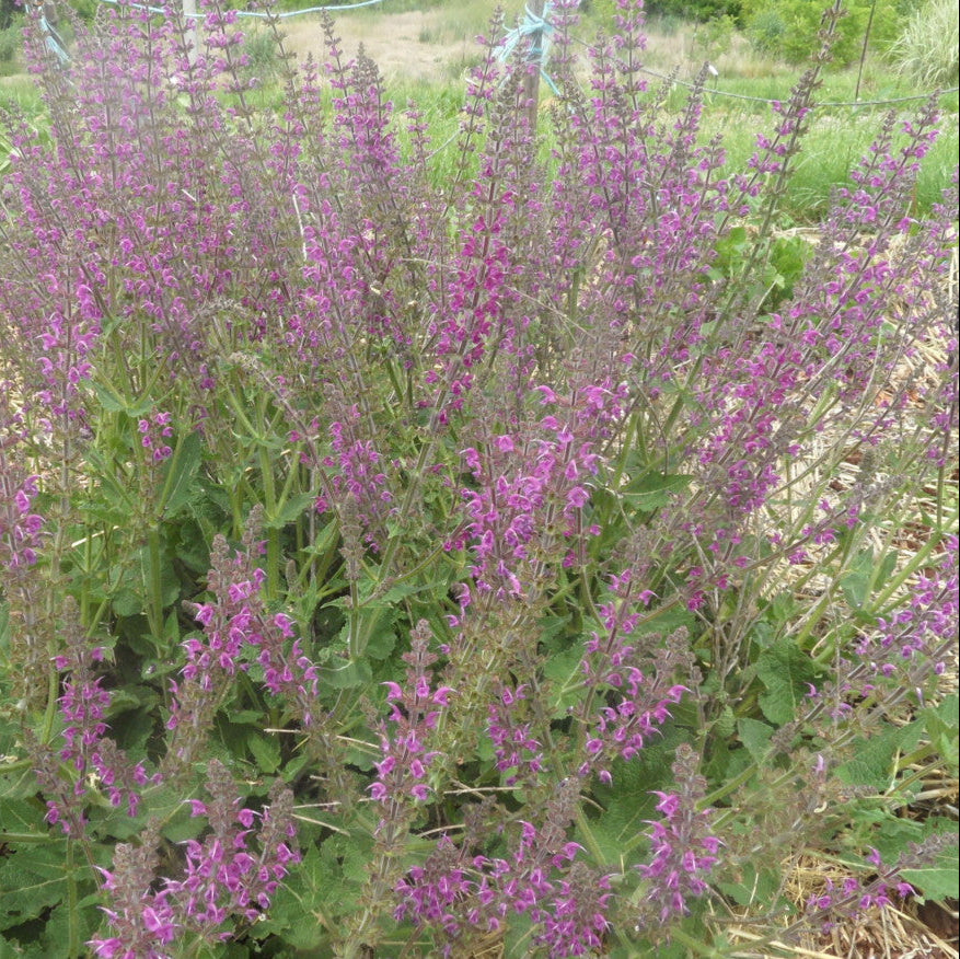 Purple flowering plants in a garden setting