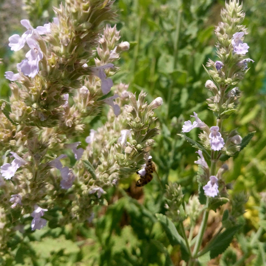 Bee on a plant with purple flowers in a natural setting