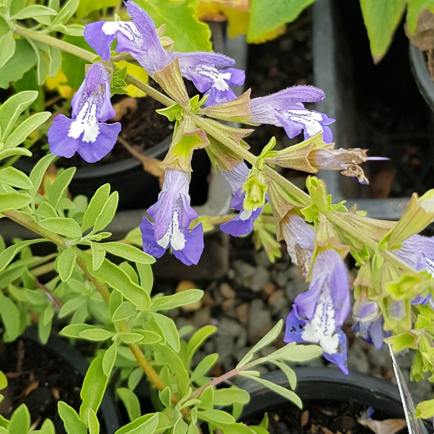Salvia muirii