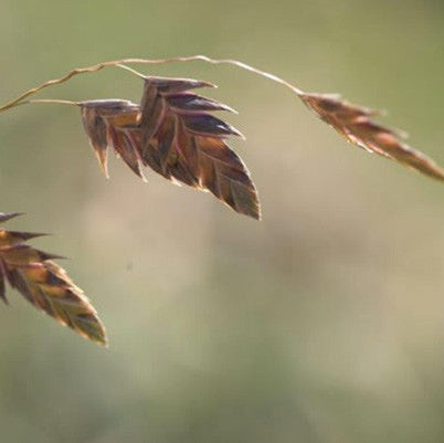 Chasmanthium latifolium