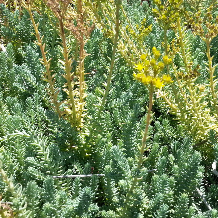 Green shrub with small yellow flowers in a natural setting