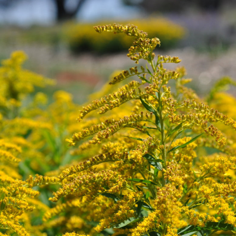 Close-up of yellow flowers with a blurred natural background