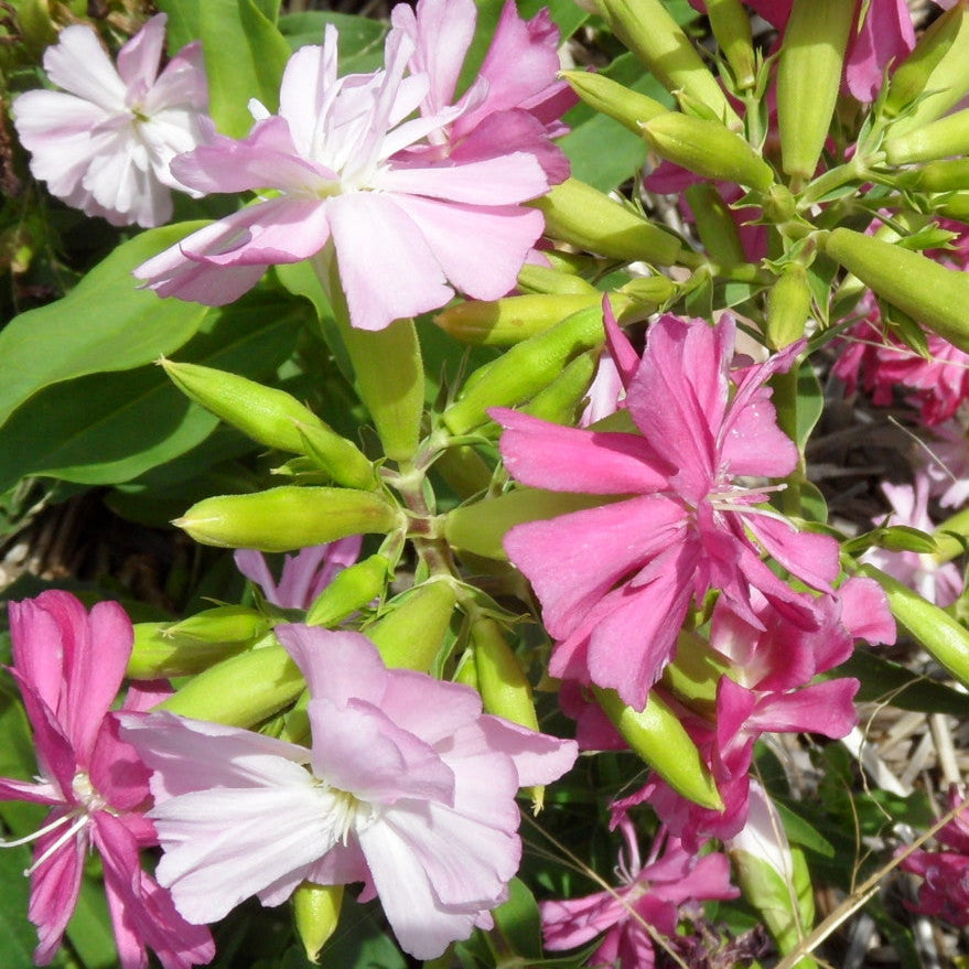 Pink and white flowers with green leaves in a natural setting