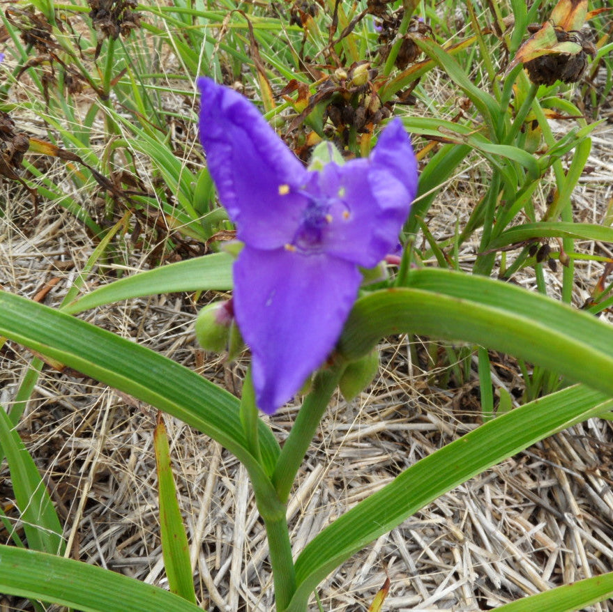 Purple flower with green leaves on a natural background