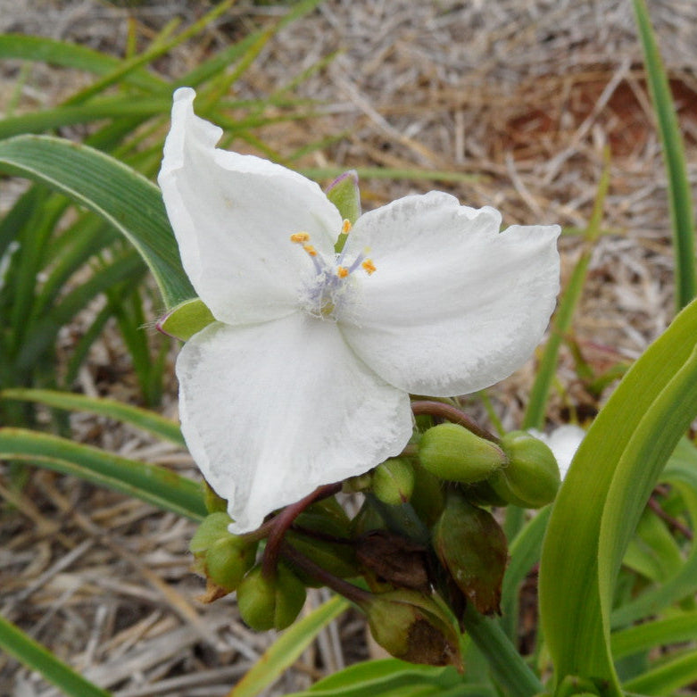 White flower with green leaves on a natural background