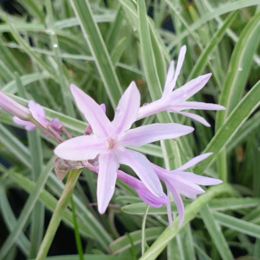 Tulbaghia violacea 'Variegata'