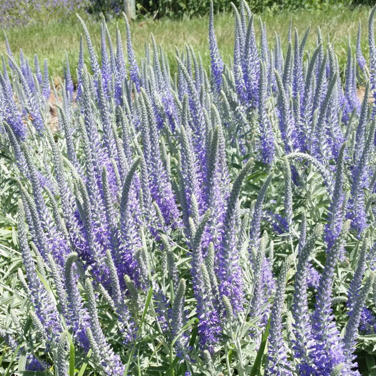 Field of purple flowers with green grass in the background
