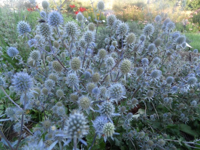Eryngium planum Nutshell Nursery